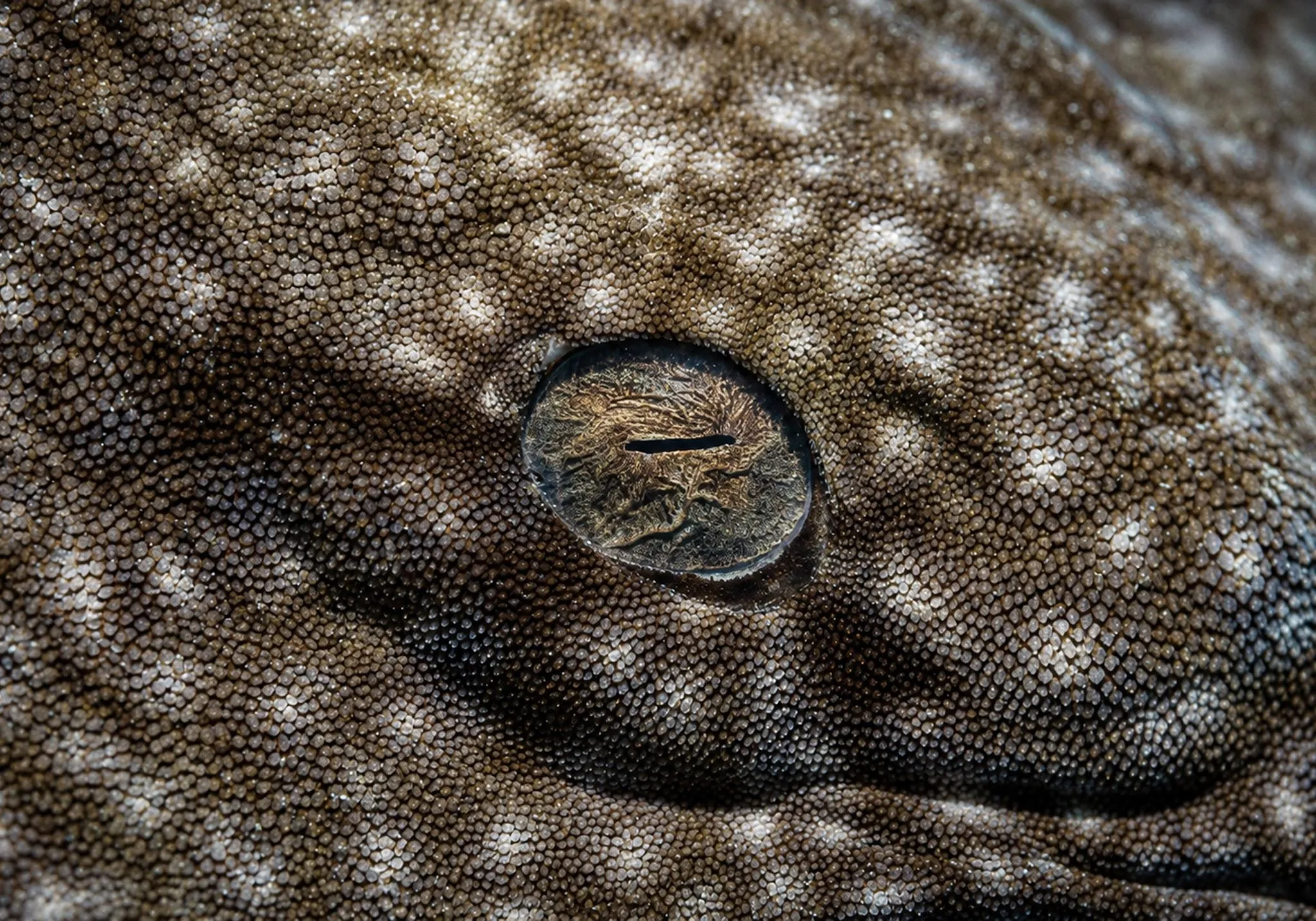 Primer plano del ojo de un tiburón wobbegong