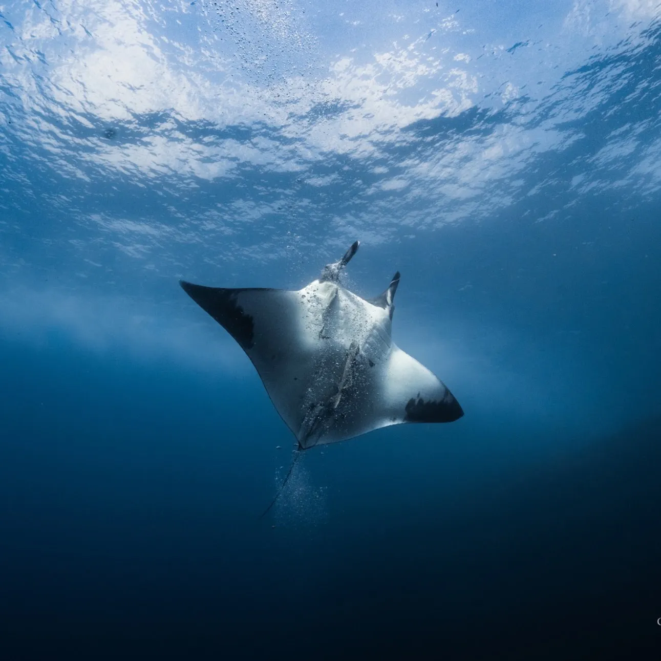 Manta oceánica vista desde abajo, a contraluz