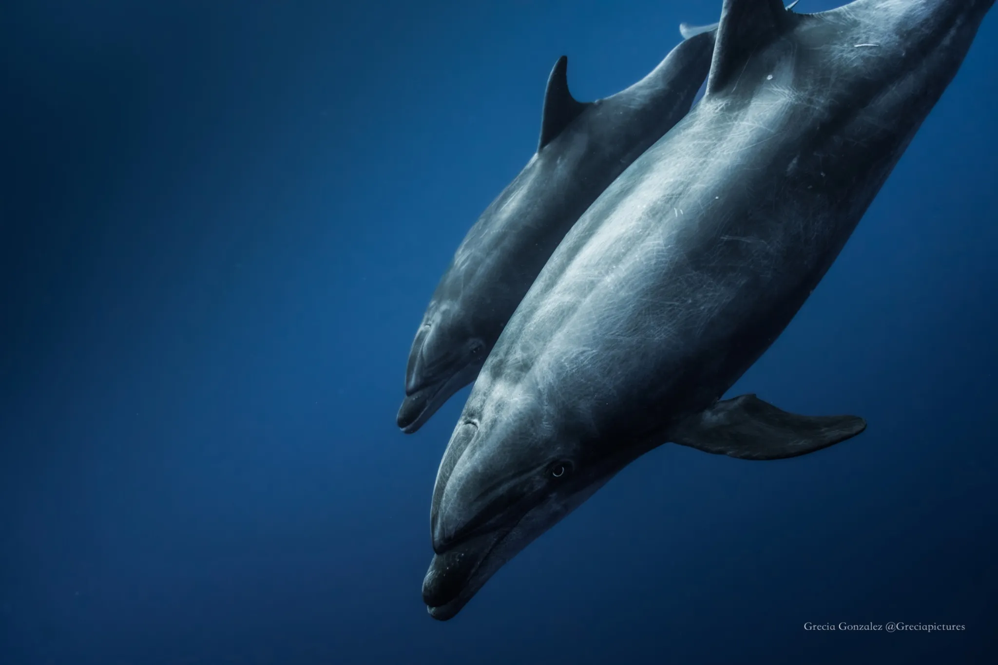 Dos delfines nadando juntos en azul profundo