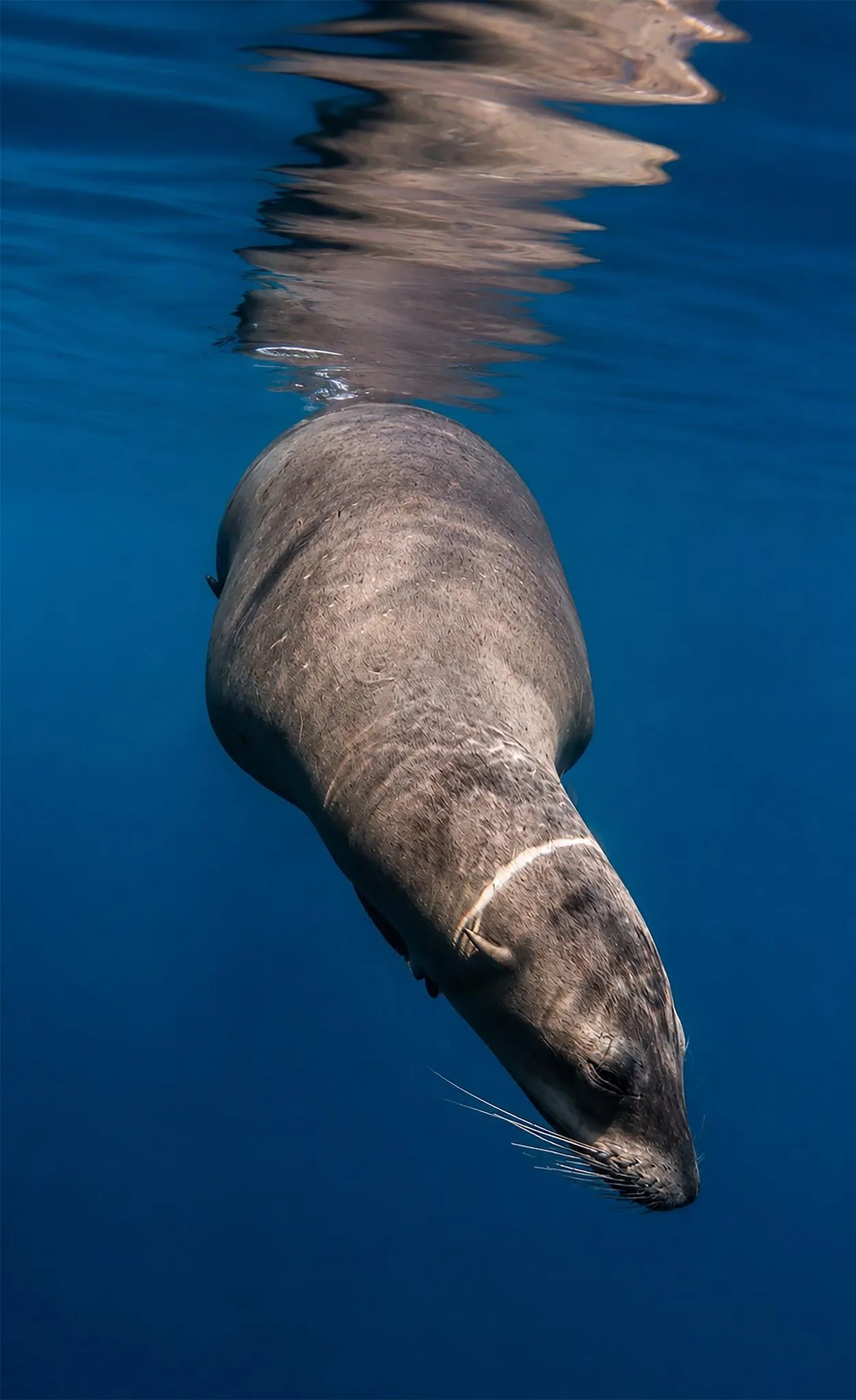 Un lobo marino descendiendo desde la superficie